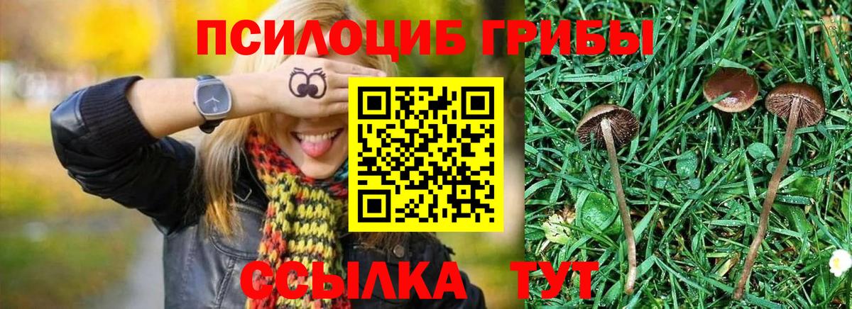 Галлюциногенные грибы прущие грибы  Псилоцибиновые грибы Psilocybine cubensis  Жигулёвск  Вход с VPN 